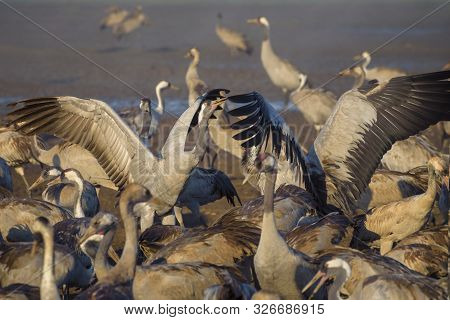 Common Crane In Birds Natural Habitats, Resting Place For 500 Million Birds. Flocks Of Migrating Bir