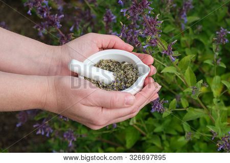 Woman Holds In Her Hands A Mortar Of Medicinal Herbs Anise Hyssop Or Blue Giant Hyssop. Blossoming A