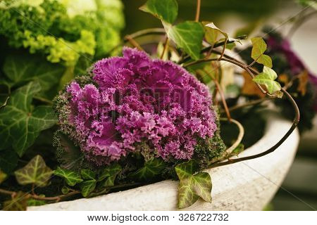 Brassica Oleracea Or Acephala In A Decorative Vase With Ivy Closeup. Flowering Decorative Purple Pin