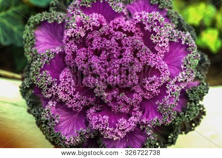 Brassica Oleracea Or Acephala Closeup. Flowering Decorative Purple-pink Cabbage Plant. Ornamental Ka