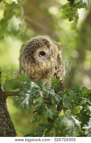 Nestling Of Tawny Owl - Strix Aluco Sit On The Branch, Czech Republic