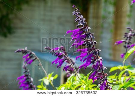 Salvia Amistad, Sage Cultivar Specie From Europe, Herbaceous Plant Specie