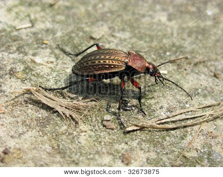 Biegacz granulowany
