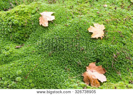 Saxifrage In Autumn. Maple Leaves On Green Saxifrage. Alpine Slide In Autumn.