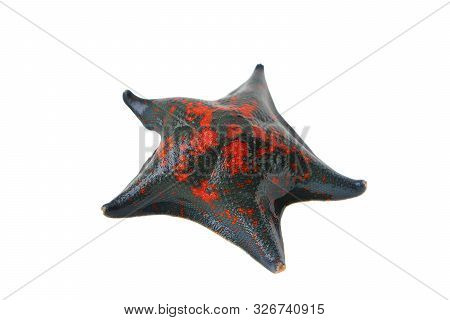 Starfish Patiria Pectinifera Isolated On White Background Closeup.