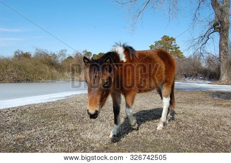 Wild Horse, Assateague Island, East Coast Of The United States, Maryland.