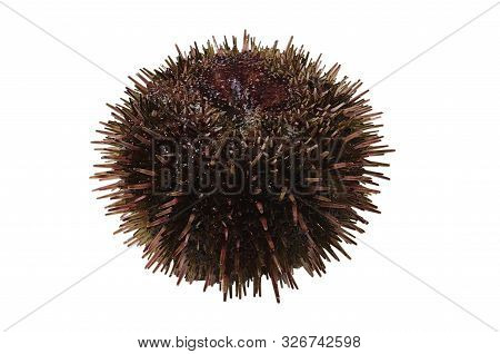 Gray Sea Urchin Strongylocentrotus Intermedius Isolated On White Background Closeup