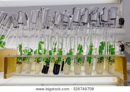 Cloned Decorative Micro Plants In Test Tubes With Nutrient Medium. Micropropagation Technology In Vi