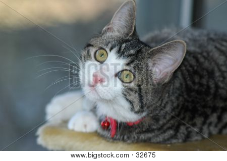 Grands yeux