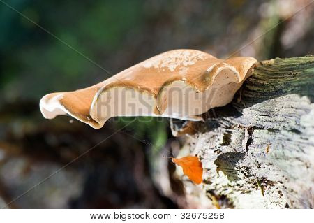 Ganoderma applanatum on birch tree