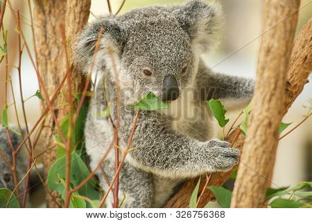 Australian Koala Joey.
