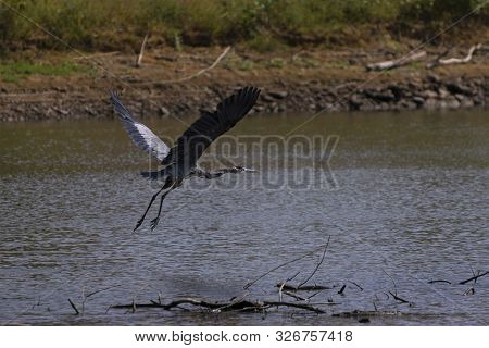 A Large Great Blue Heron Flying Low Over Some Branches And Twigs In A Lake With Its Long, Elegant Wi