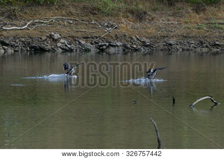 A Pair Of Mallard Ducks With Their Wings Flapping Up In The Air And Their Feet Creating Waves On The