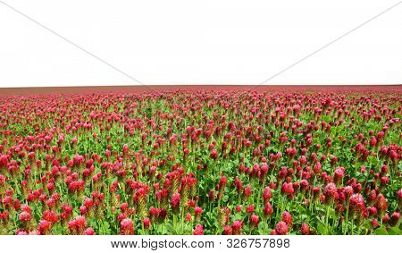 Field of flowering crimson clovers (Trifolium incarnatum) isolated on white background.