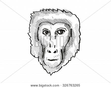 Retro Cartoon Style Drawing Head Of A Assam Macaque , A Monkey Species Viewed From Front On Isolated