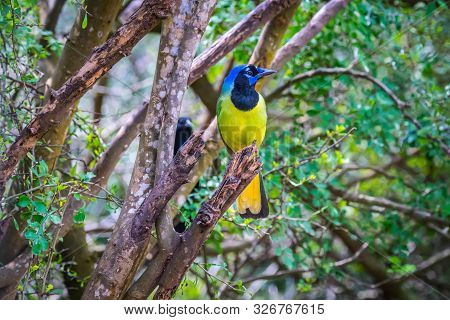 A Green Jay In Laguna Atascosa Nwr, Texas