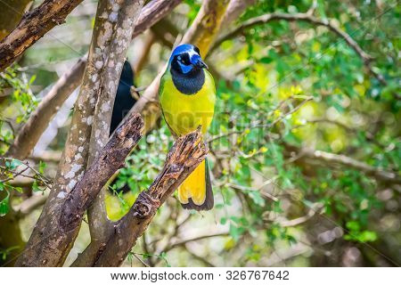 A Green Jay In Laguna Atascosa Nwr, Texas