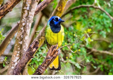 A Green Jay In Laguna Atascosa Nwr, Texas