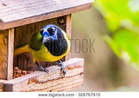 A Green Jay In Laguna Atascosa Nwr, Texas