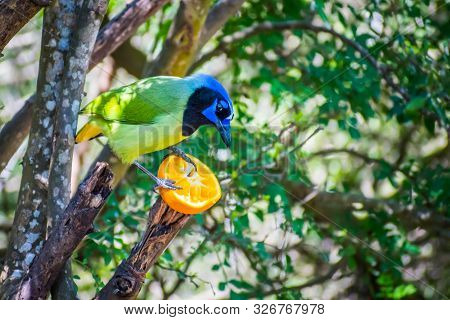 A Green Jay In Laguna Atascosa Nwr, Texas