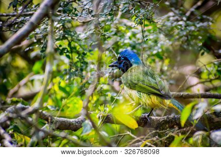 A Green Jay In Laguna Atascosa Nwr, Texas