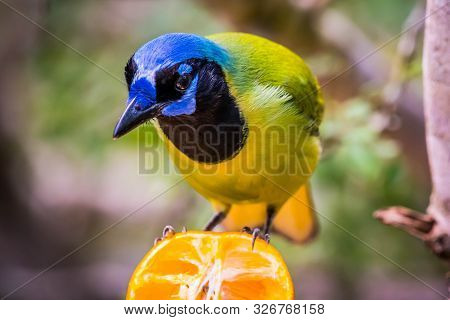 A Green Jay In Laguna Atascosa Nwr, Texas