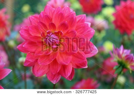 Pink With Yellow Tinge In The Centre Of A Dahlia Variety Kilburn Rose Flower, With A Background Of B