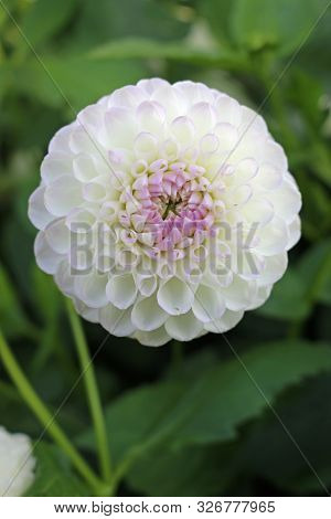 White With Lilac Tinge Dahlia Variety Josie Gott Flower With A Background Of Blurred Leaves And Good
