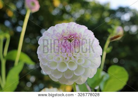 White With Lilac Tinge Dahlia Variety Josie Gott Flower With A Background Of Blurred Leaves And Good