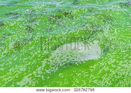 Green Surface Of On Ukrainian River Dnepr Covered By Cyanobacterias As A Result Of Phytoplankton Evo