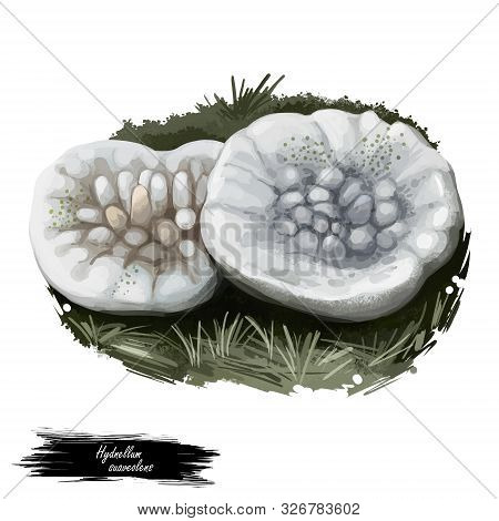 Hydnellum Suaveolens Mushroom, Inedible Fungus Closeup Digital Art Illustration. Boletus Has Grey Co