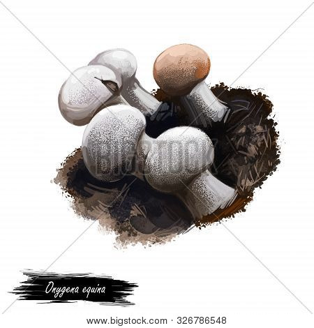 Onygena Equina Or Horn Stalkball Mushroom Closeup Digital Art Illustration. Fruit Bodies Have Spheri