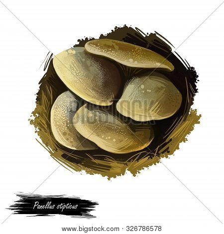 Panellus Stipticus, Bitter Oyster Or Astringent Panus, Luminescent Panellus Or Stiptic Mushroom Clos