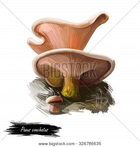 Panus Conchatus Or Lilac Oysterling Mushroom Closeup Digital Art Illustration. Boletus Has Light Ora