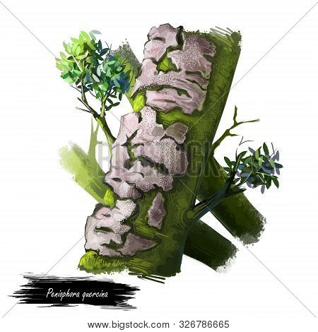 Peniophora Quercina Mushroom Closeup Digital Art Illustration. Wet Fruit Bodies Waxy And Lilac, And 