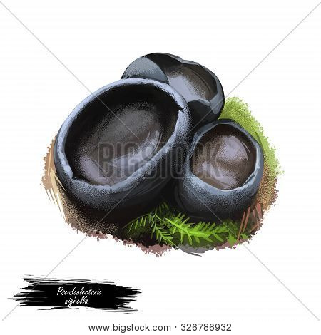 Pseudoplectania Nigrella Or Ebony Cup, Black False Plectania Mushroom Closeup Digital Art Illustrati