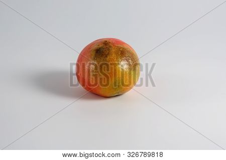 There Is A Sick Infected Phytophthora Medium-sized Round Red Tomato Grown In The Garden. Object-red 