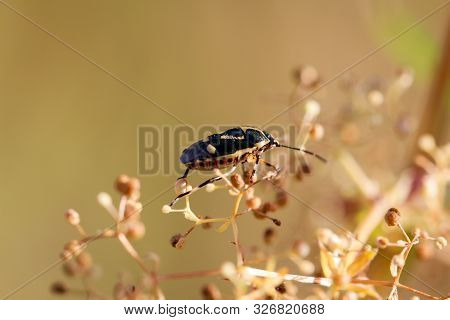View, Macro Photography Of A Little Bug On A Leaf