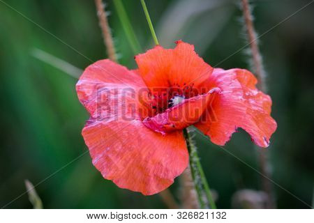 Papaver Rhoeas Common Names Include Corn Poppy , Corn Rose , Field Poppy , Flanders Poppy , Red Popp