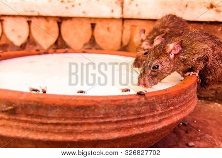 Rats Drink Milk In Famous Karni Mata Temple, Deshnok, India.