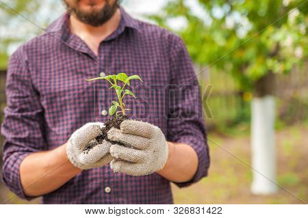 Transplanting Plants Illustration Of Procedures And Tools For Caring For Indoor Plants. Soil Prepara