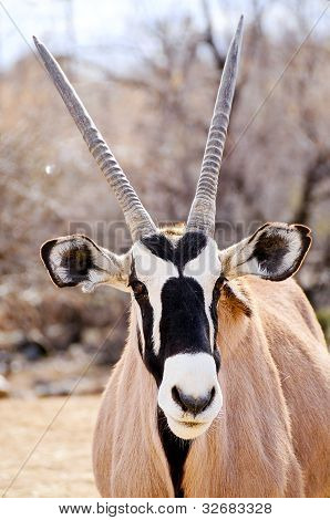 Oryx