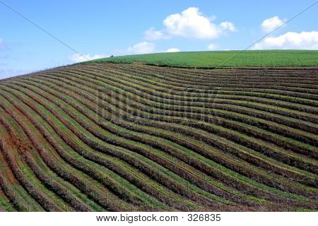 Viiniköynnösten & Sky