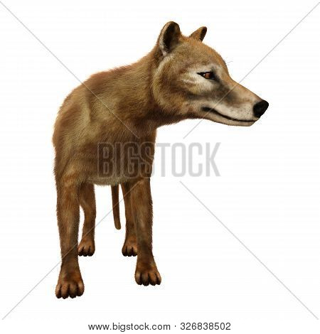 3D Rendering Thylacine On White