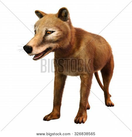 3D Rendering Thylacine On White