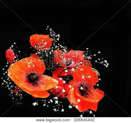Sympathy Card With Stylised Bouquet Of Poppies Isolated On Black Background