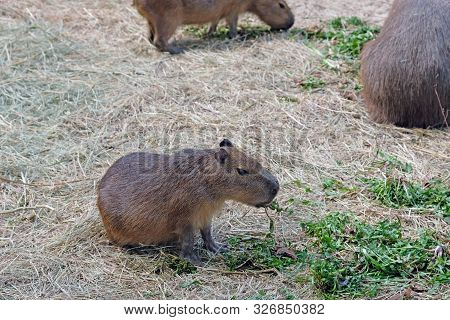 Little Brown Capybara Eats Grass On A Glade. The Capybara Is The Largest Among Modern Rodents.