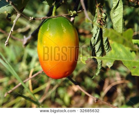 Fruits multicolores