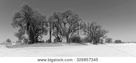 Baines Baobab From Nxai Pan National Park Botswana In Black And White