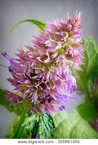 Lofant Lophanthus Anisatus Is A Medicinal Plant With Bio-stimulating Effect